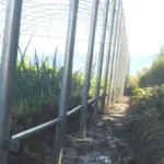 Les pieds enterrés d'une serre