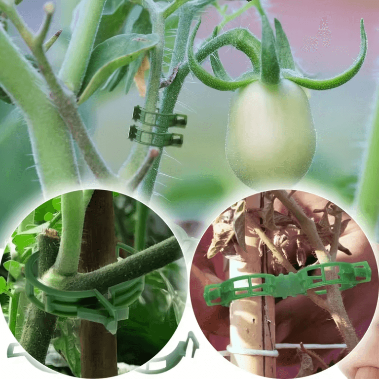 clips a tomate illlustration