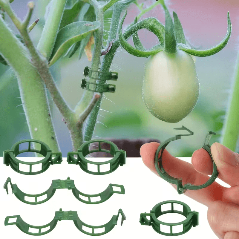 clips a tomate pose 2